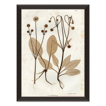 Preserved Plants III