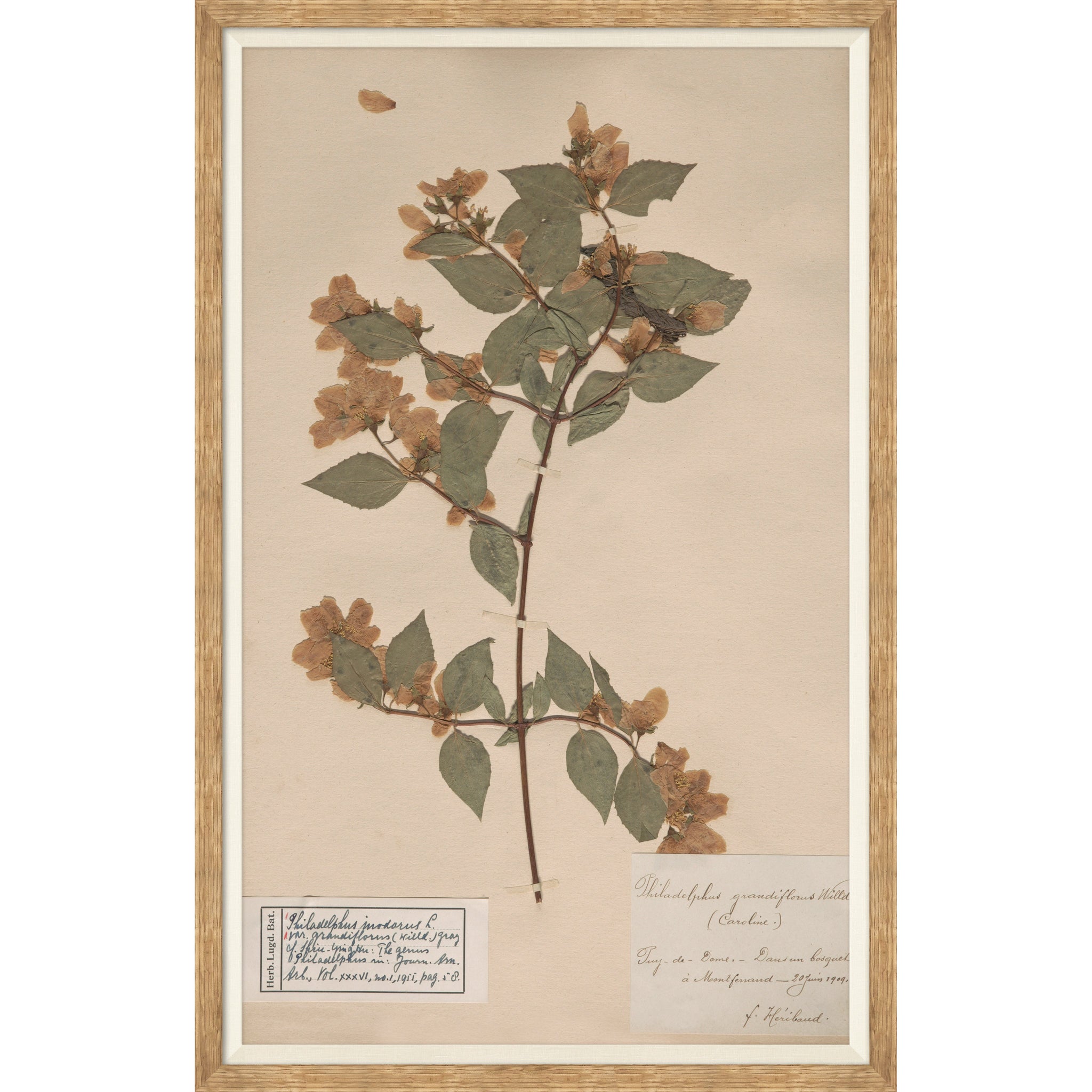 Herbarium Specimen I