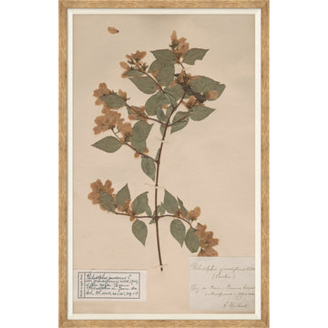 Herbarium Specimen I
