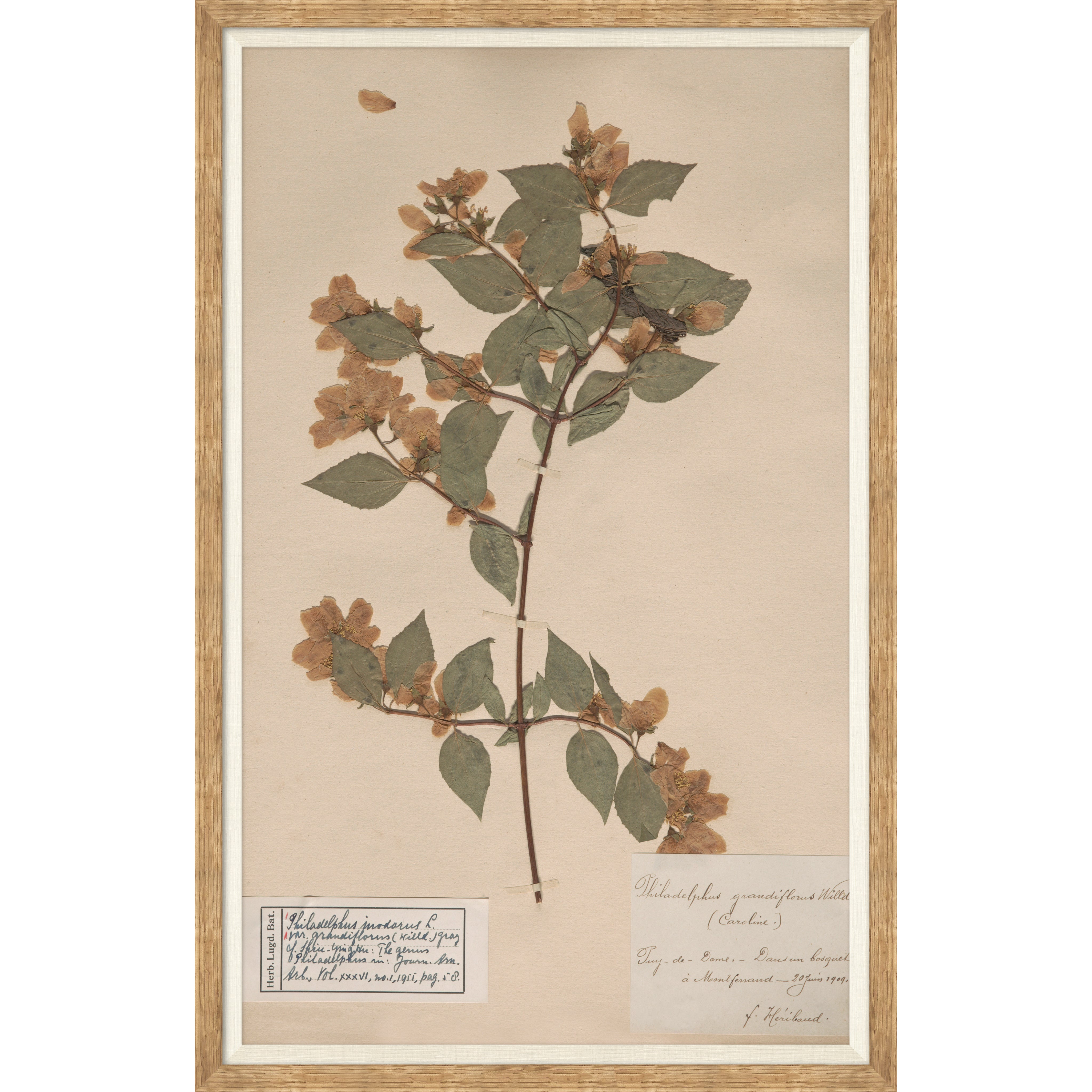 Herbarium Specimen I