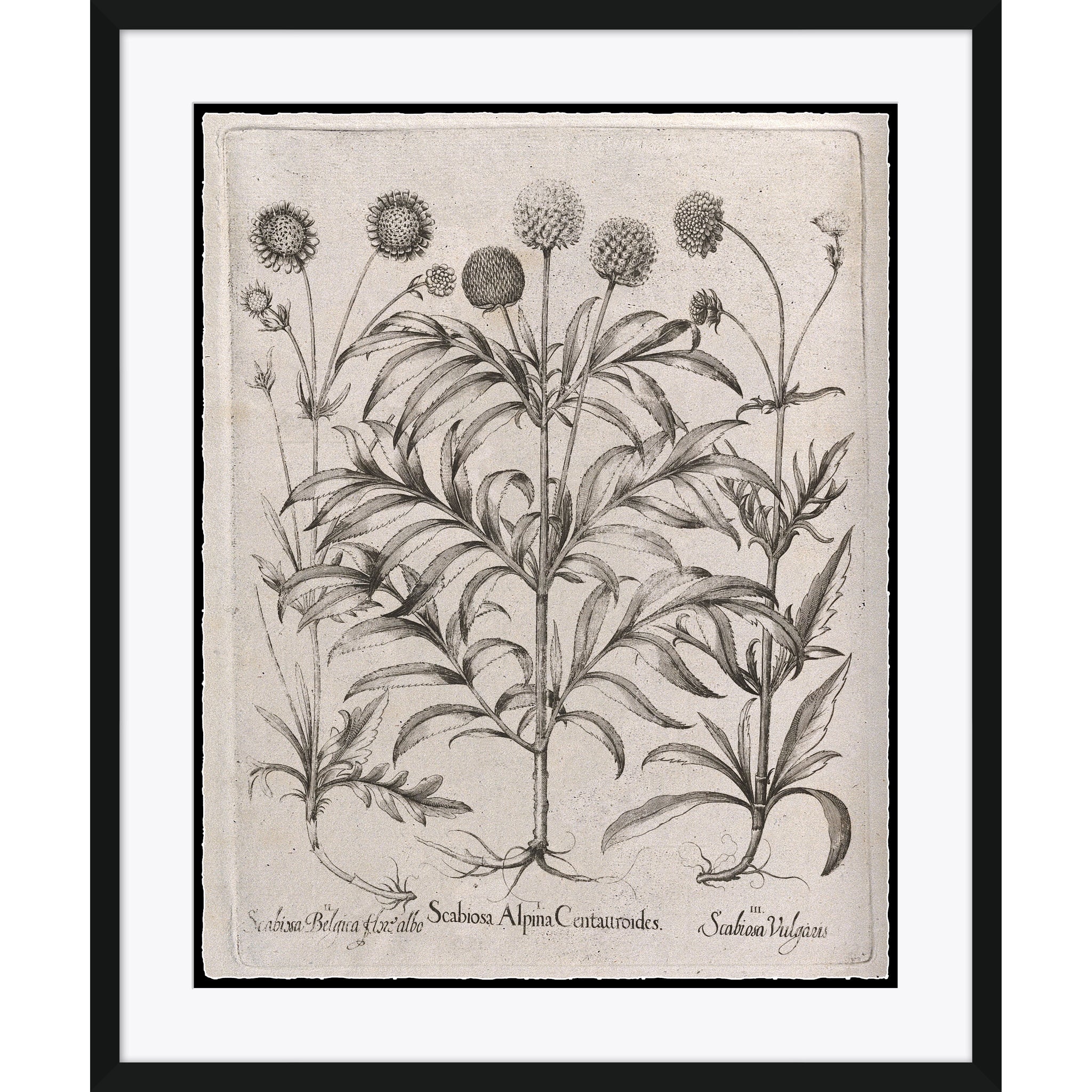 Scabiosa Alpina Centauroides