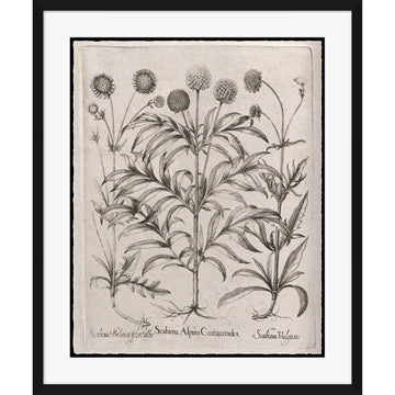 Scabiosa Alpina Centauroides