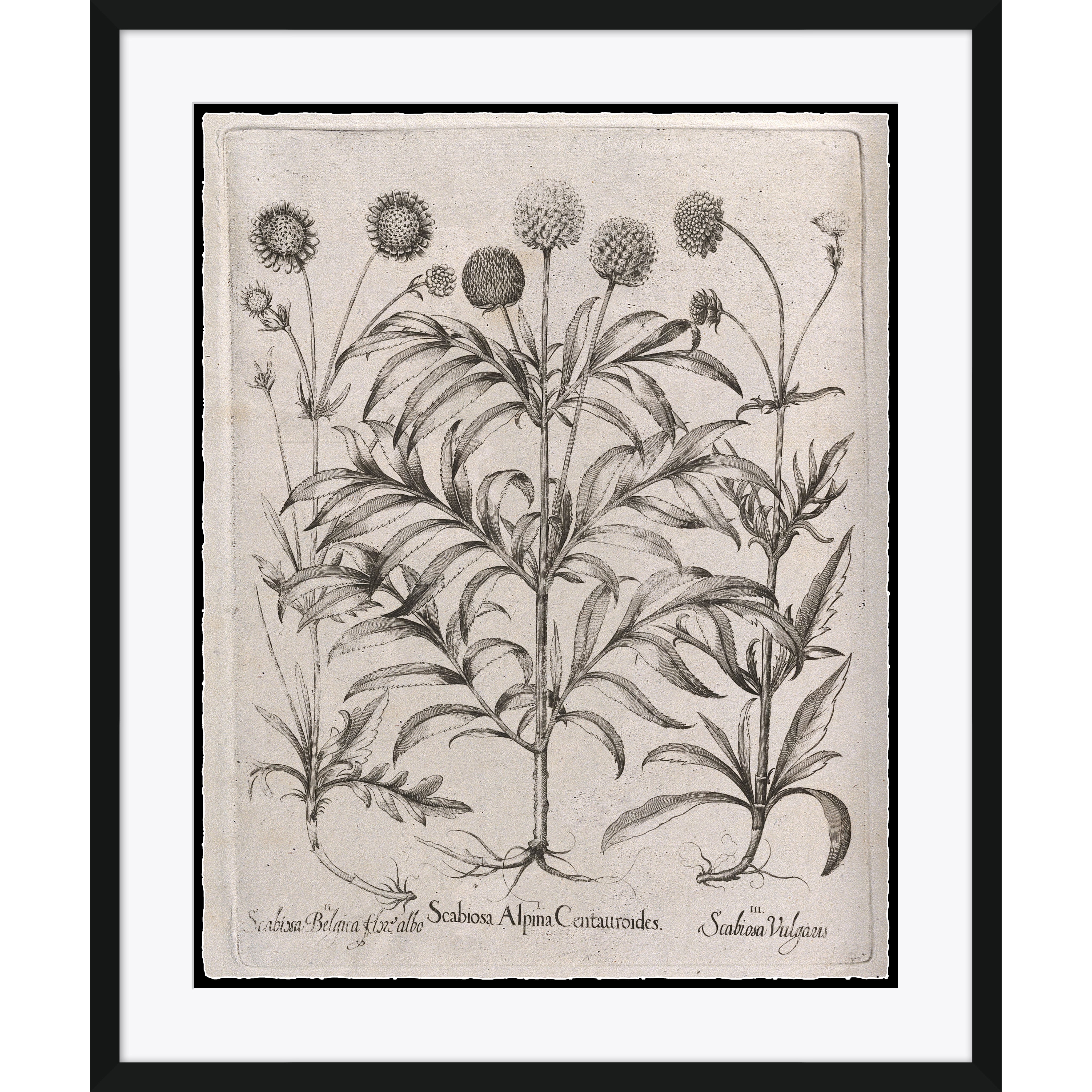 Scabiosa Alpina Centauroides