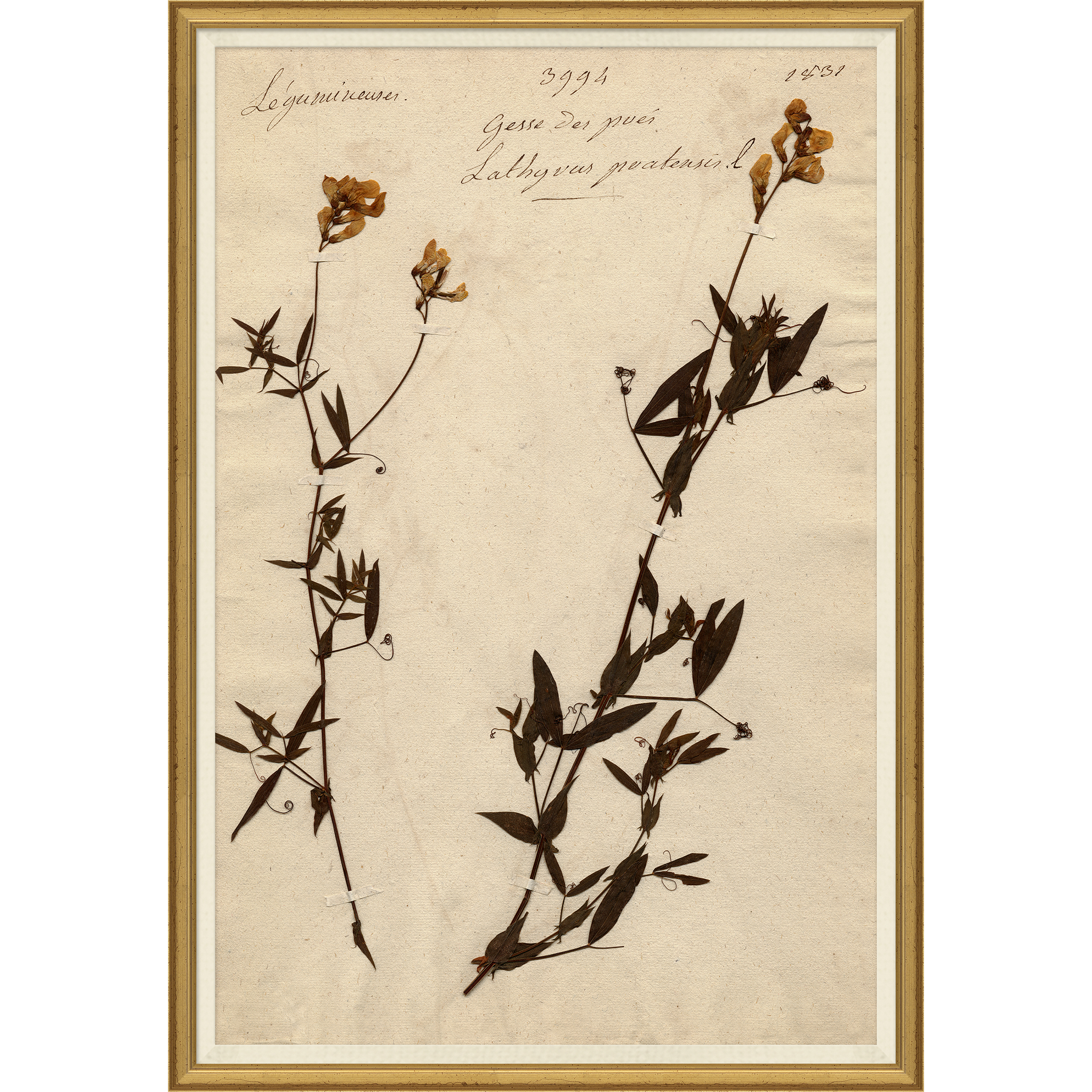 Pressed Floral II