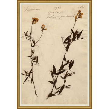 Pressed Floral II
