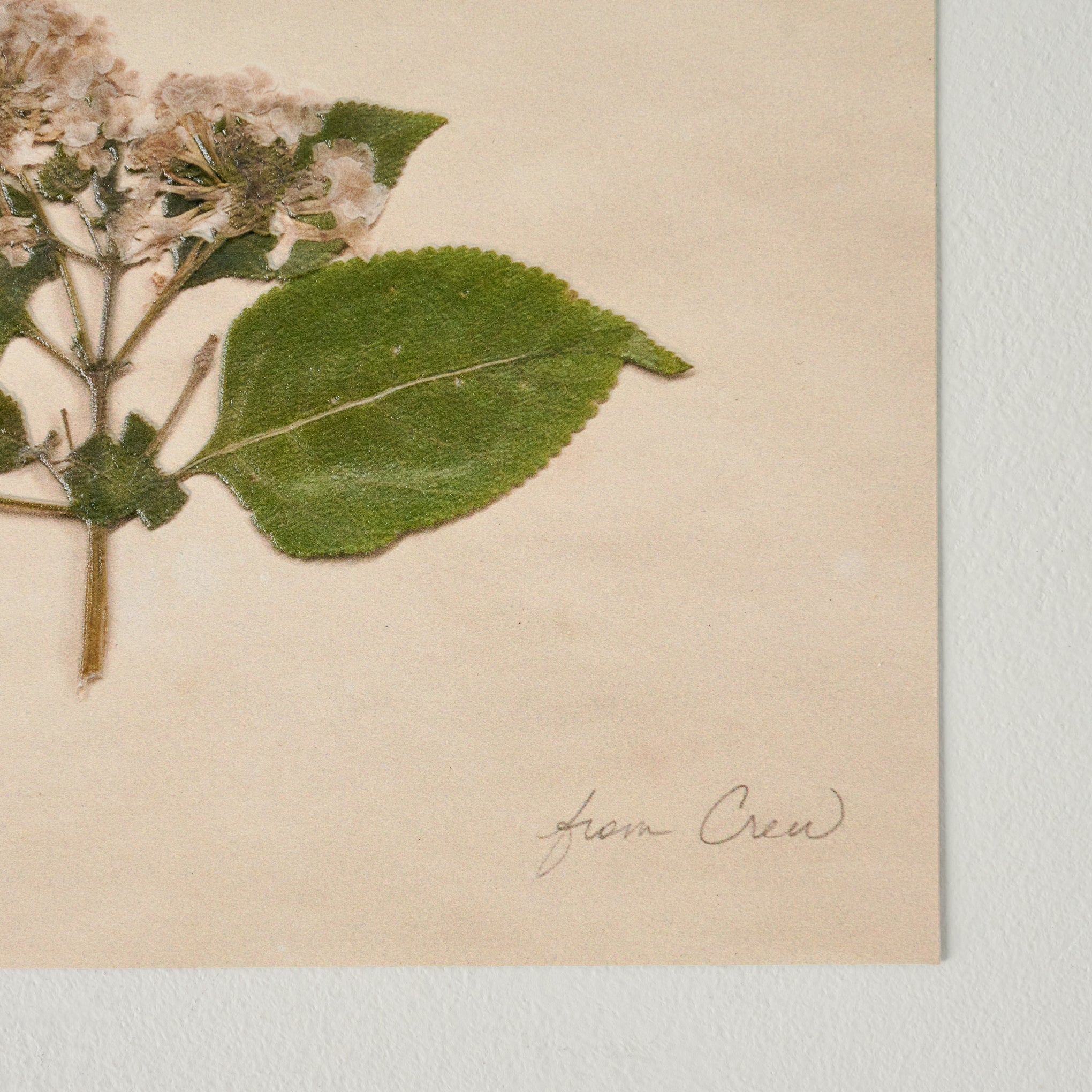 Jo's Hand Pressed Herbarium Prints - "From Crew" '23
