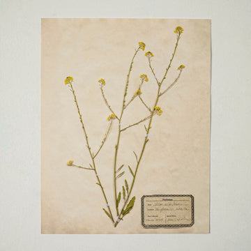 Jo's Hand Pressed Herbarium Prints - Texas Wildflowers I '24