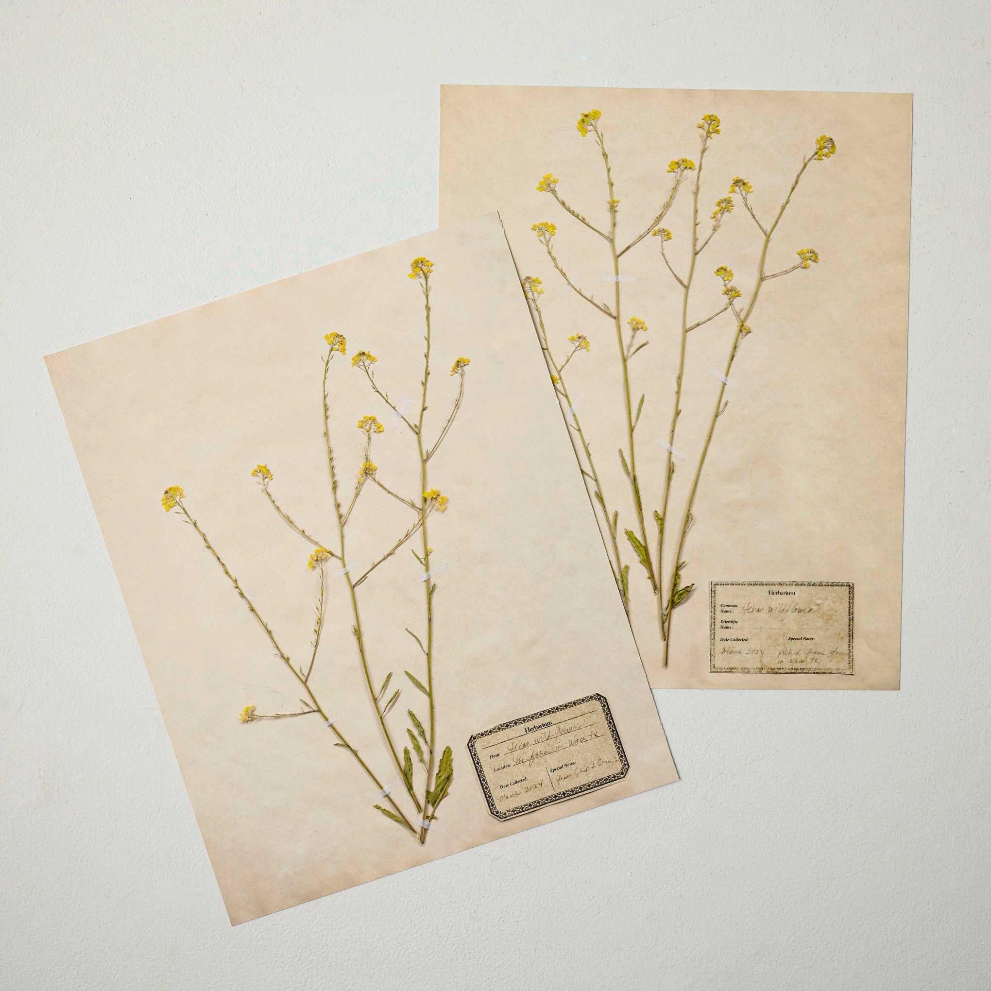 Jo's Hand Pressed Herbarium Prints - Texas Wildflowers I '24