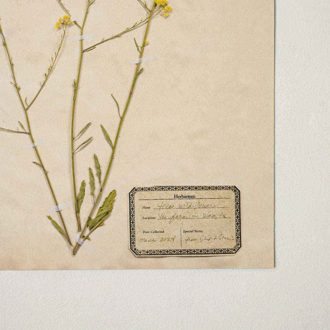 Jo's Hand Pressed Herbarium Prints - Texas Wildflowers I '24