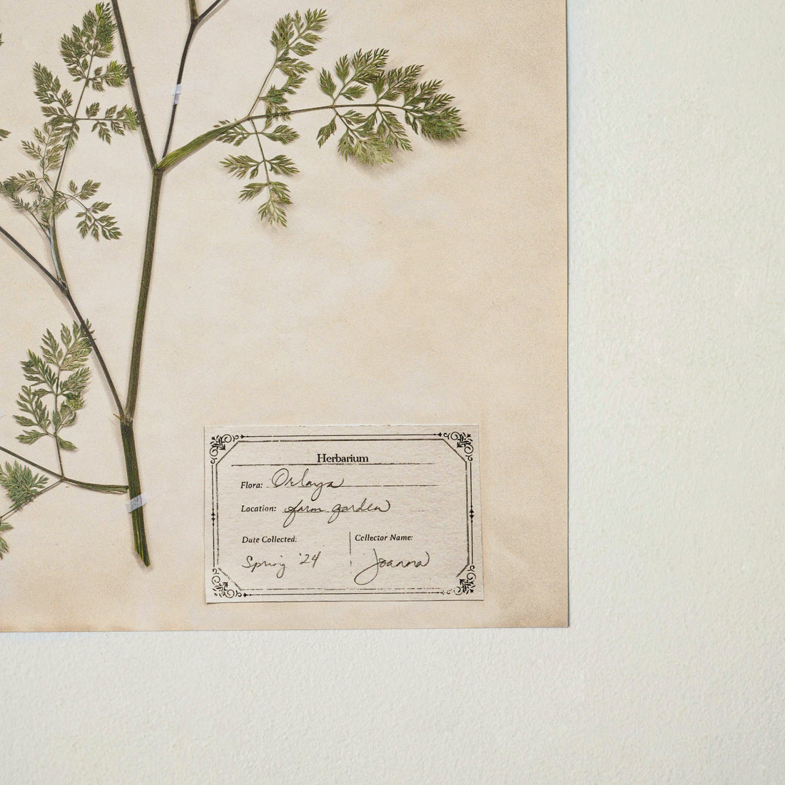 Jo's Hand Pressed Herbarium Prints - Orlaya '24
