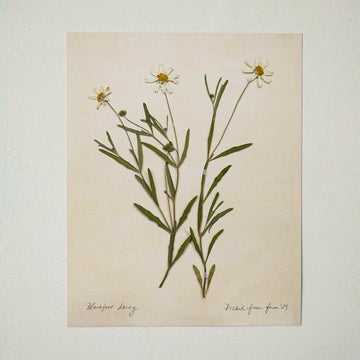 Jo's Hand Pressed Herbarium Prints - Blackfoot Daisy '24