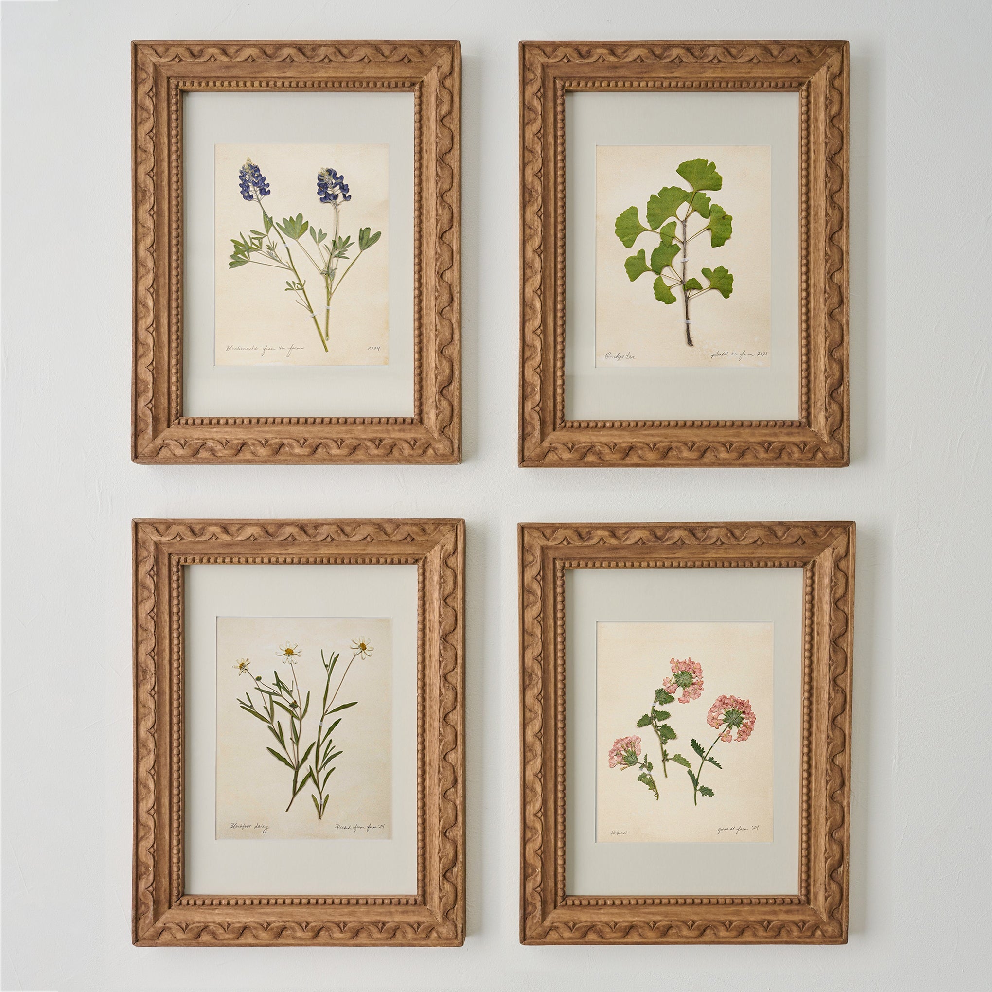 Jo's Hand Pressed Herbarium Prints - Verbena '24