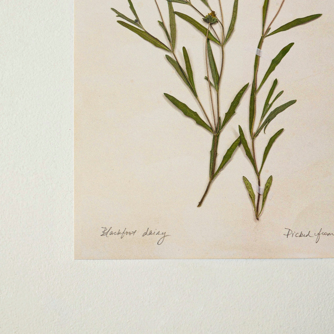 Jo's Hand Pressed Herbarium Prints - Blackfoot Daisy '24