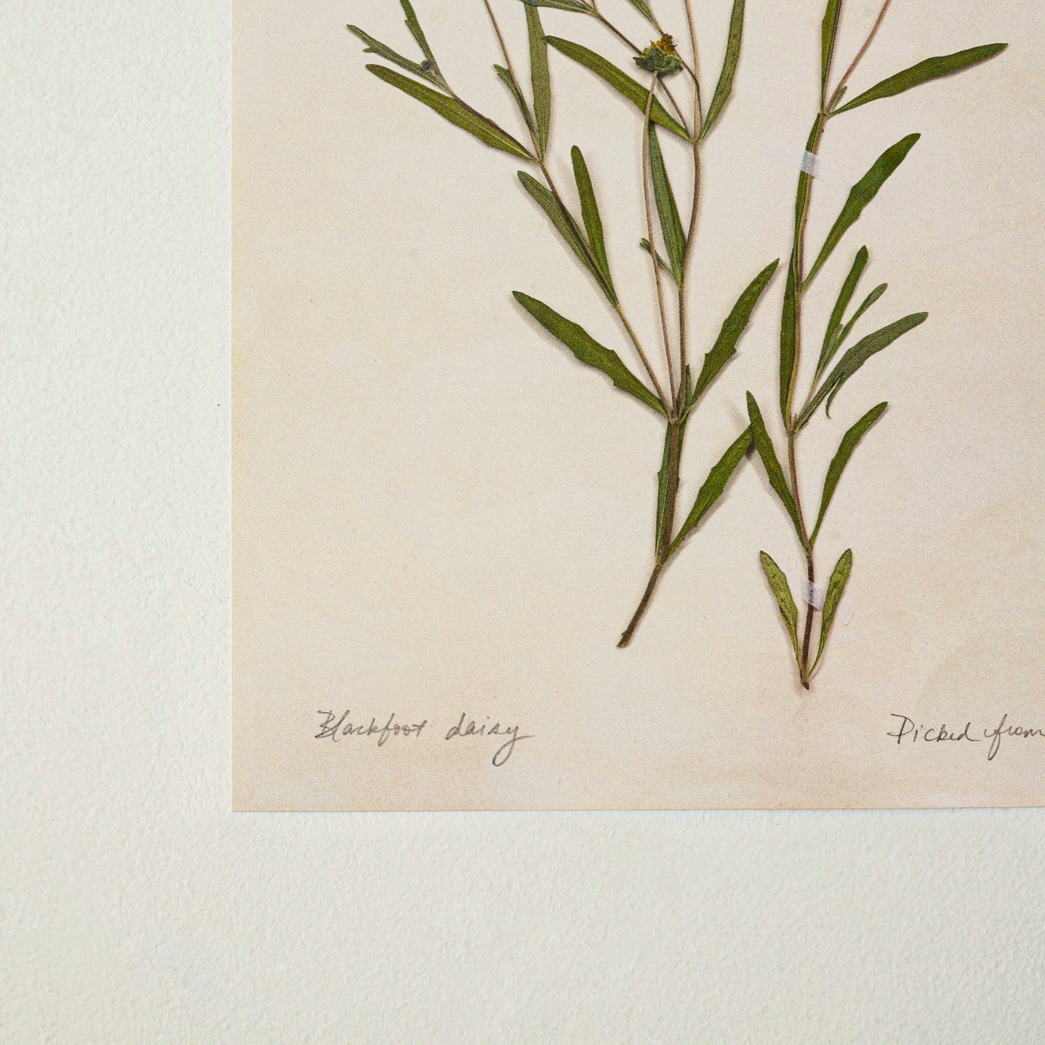 Jo's Hand Pressed Herbarium Prints - Blackfoot Daisy '24