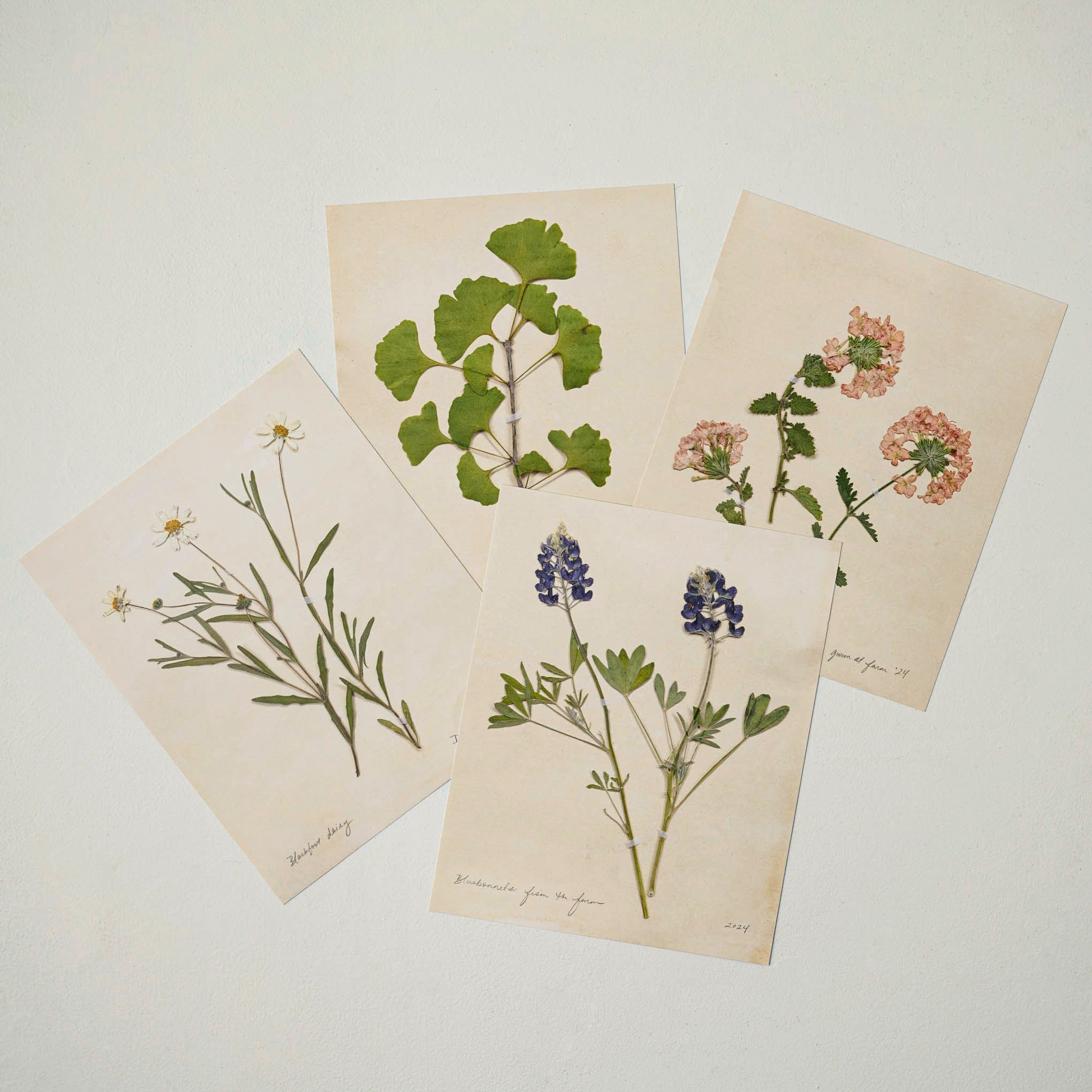 Jo's Hand Pressed Herbarium Prints - Verbena '24