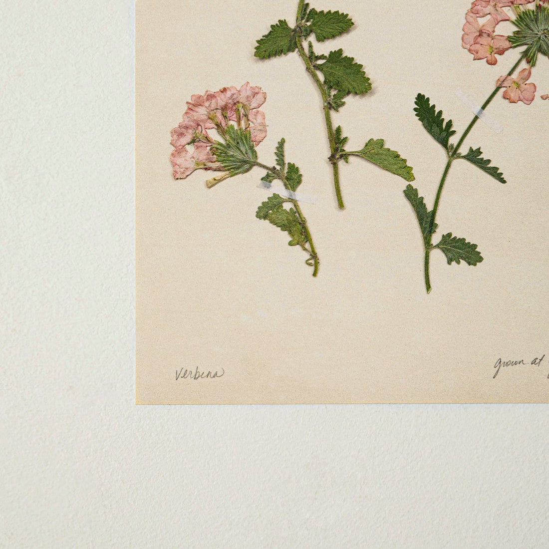 Jo's Hand Pressed Herbarium Prints - Verbena '24