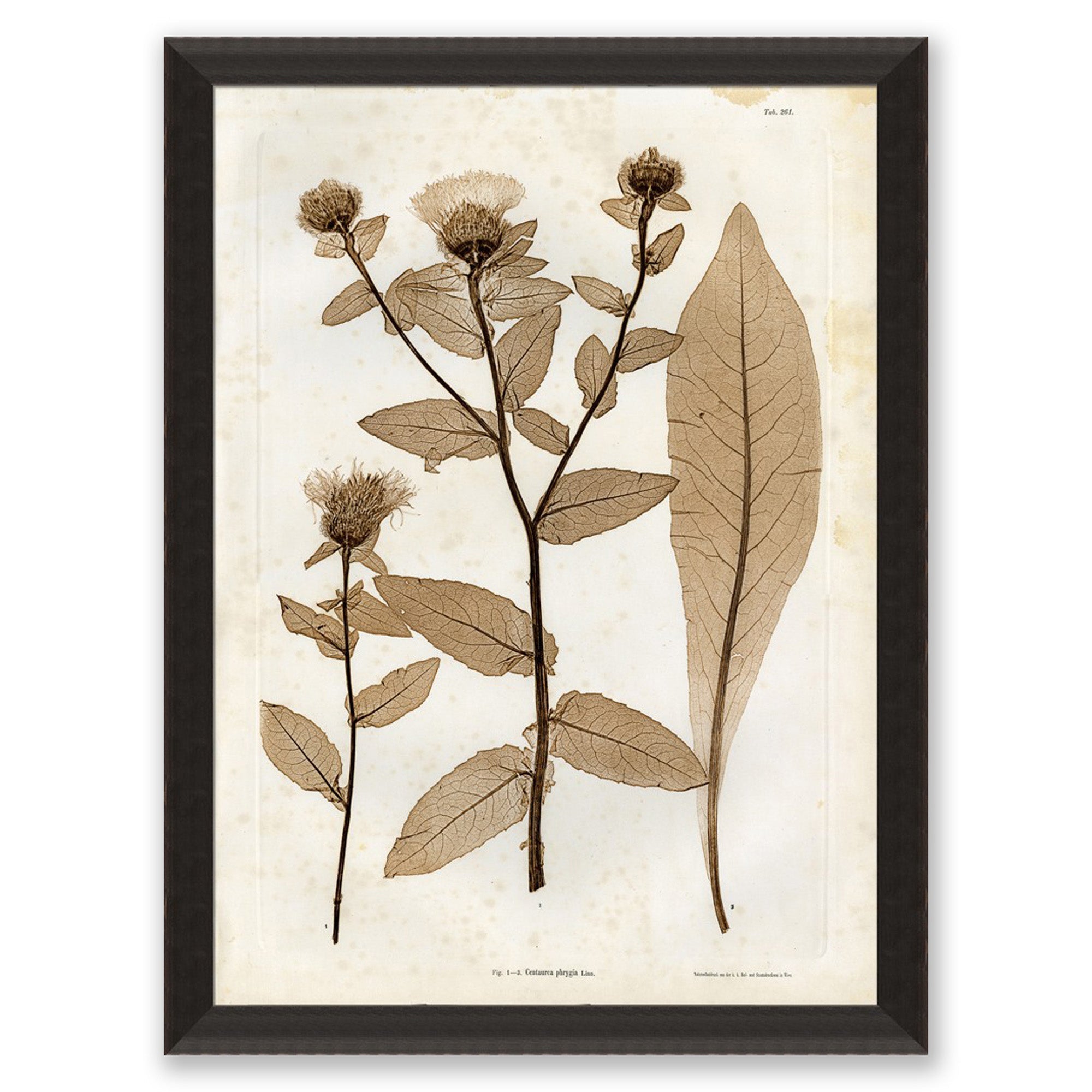 Preserved Plants I