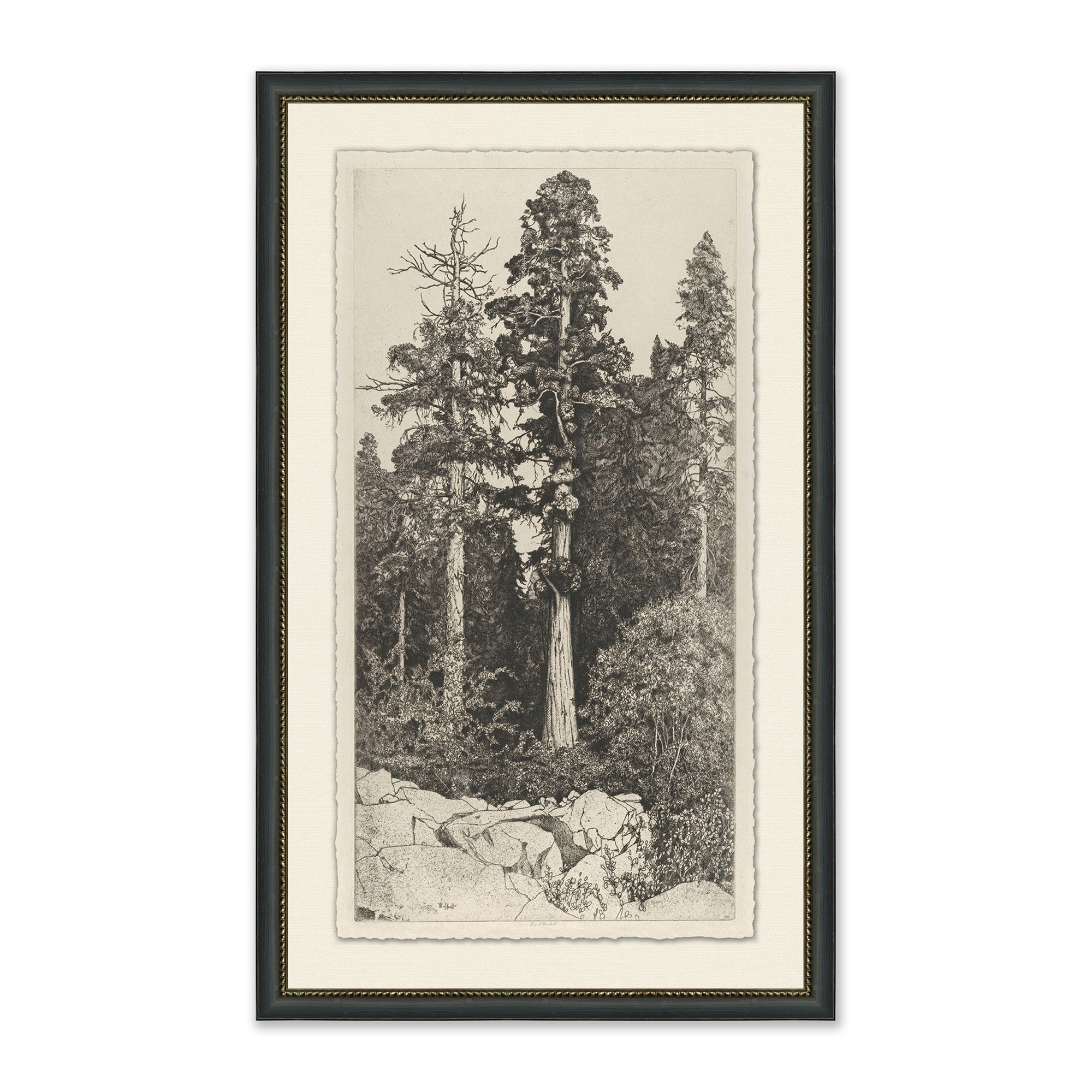 Tall Trees I
