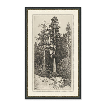 Tall Trees I