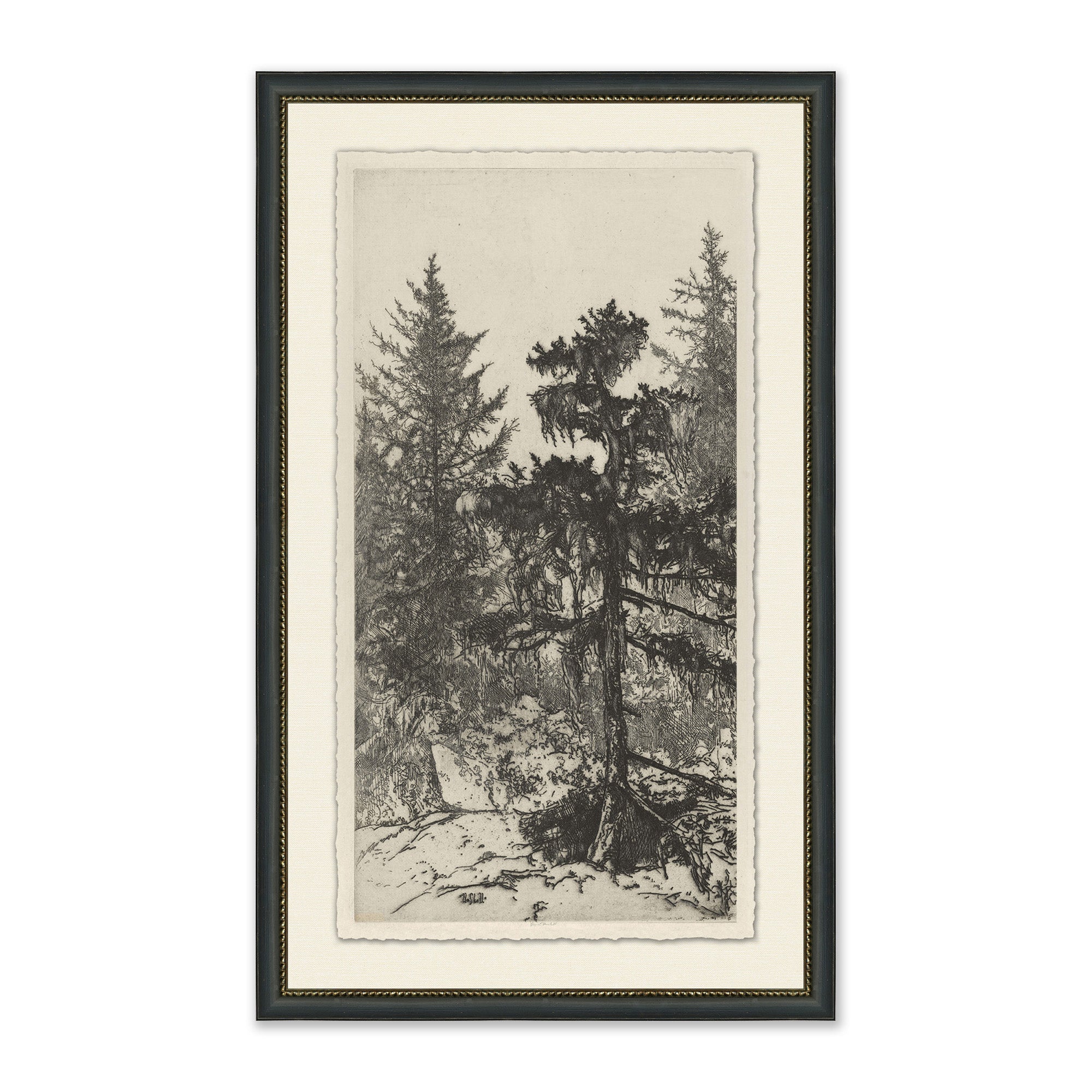 Tall Trees II