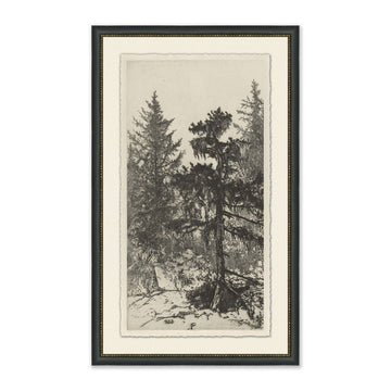 Tall Trees II