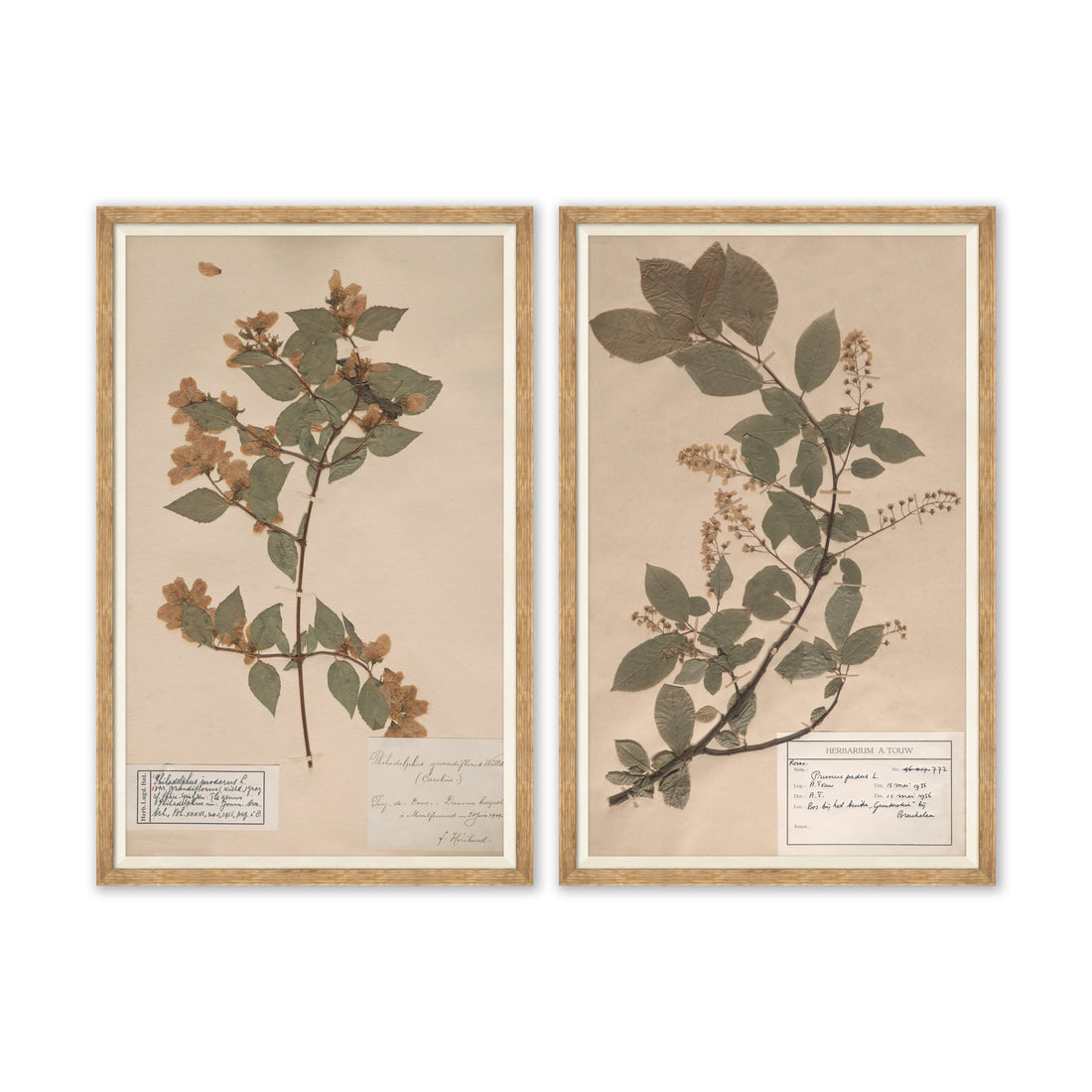 Herbarium Specimen I