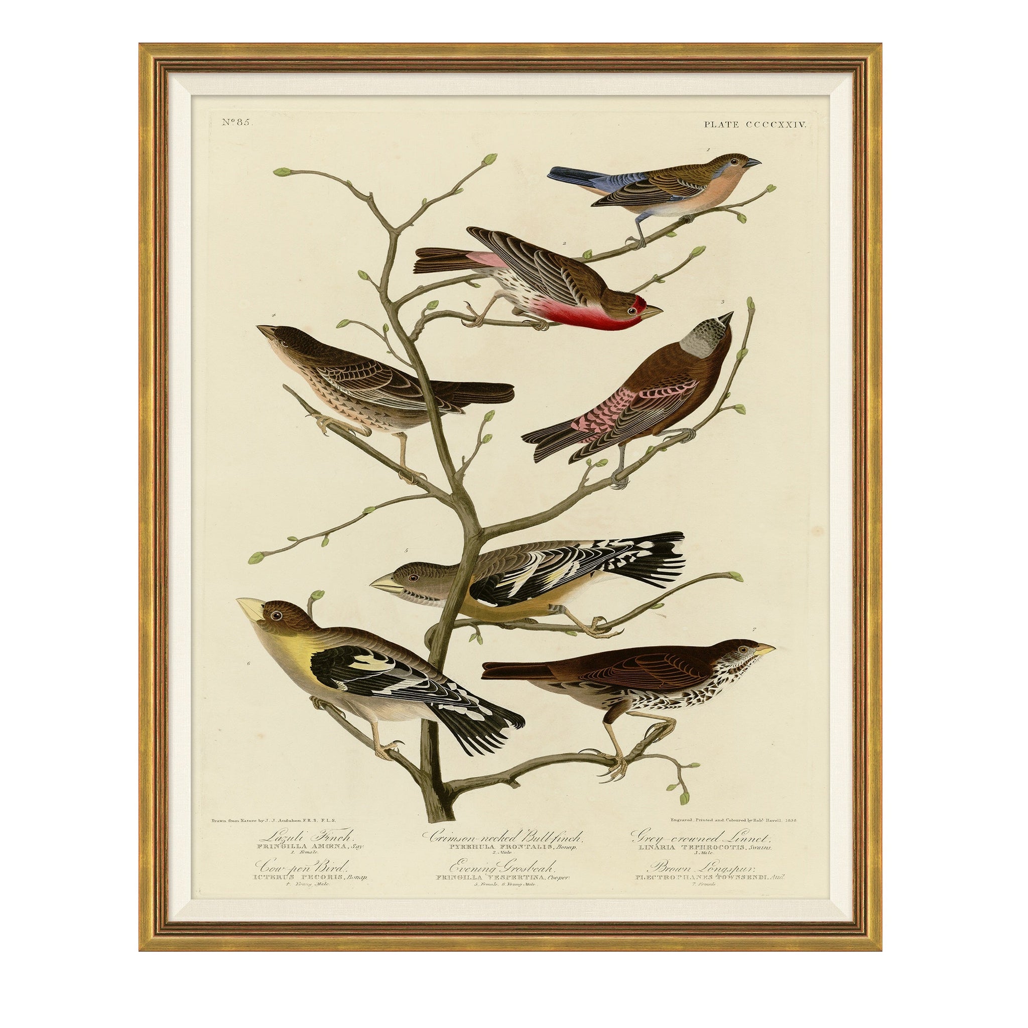 Finches on Branches