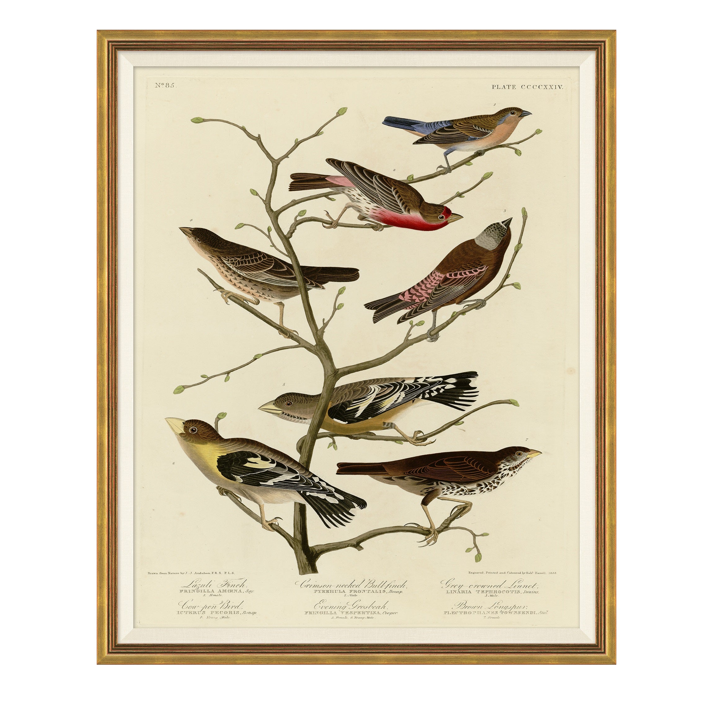 Finches on Branches