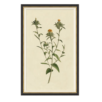 Vintage Botanical Study I