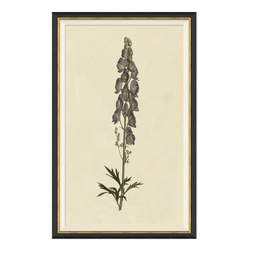 Vintage Botanical Study II